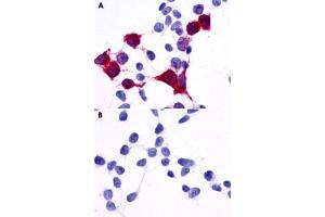 Immunocytochemical staining of HEK293 human embryonic kidney cells transfected (A) and untransfected (B) with GPR137B. (GPR137B Antikörper  (C-Term))