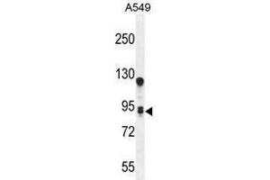 TM168 Antibody (C-term) western blot analysis in A549 cell line lysates (35 µg/lane). (TMEM168 Antikörper  (C-Term))