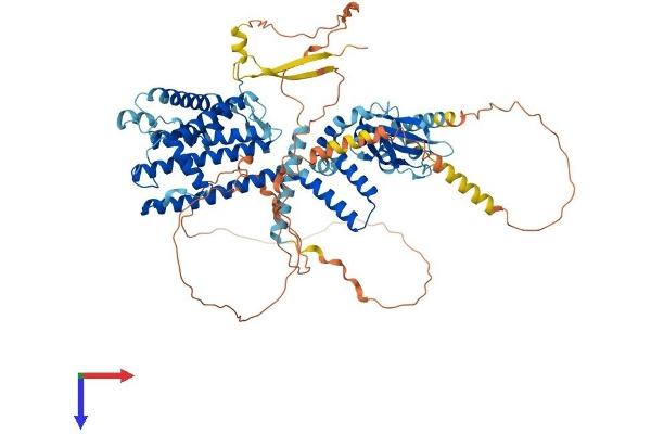 CNGB3 Protein (AA 1-809) (His tag)