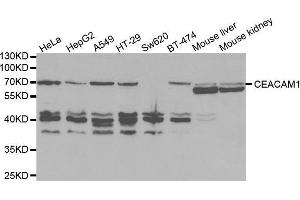 Western blot analysis of extracts of various cell lines, using CEACAM1 antibody. (CEACAM1 Antikörper  (AA 300-430))