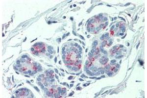 Immunohistochemistry (Formalin/PFA-fixed paraffin-embedded sections) of human breast tissue with ITGA6 polyclonal antibody . (ITGA6 Antikörper  (Internal Region))