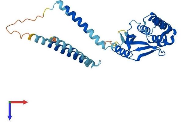 OTUD6B Protein (AA 1-293) (His tag)
