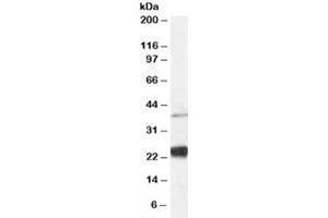 Western blot testing of human HeLa cell lysate and NIP antibody at 0. (DUOXA1 Antikörper)