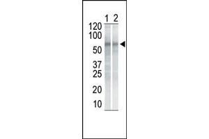 The anti-CHK1 Mab (ABIN387806 and ABIN2843900) is used in Western blot to detect CHK1 in NIH/3T3 cell lysate (Lane 1) and K562 cell lysate (Lane 2). (CHEK1 Antikörper)
