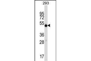 IDH1 Antibody (C-term) (ABIN657472 and ABIN2846500) western blot analysis in 293 cell line lysates (35 μg/lane). (IMPDH1 Antikörper  (C-Term))