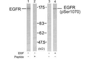 Western blot analysis of extract from SK-OV3 cells untreated or treated with EGF using EGFR (Ab-1070) antibody (E021073, Lane 1 and 2) and EGFR (phospho- Ser1070) antibody (E011080, Lane 3 and 4). (EGFR Antikörper  (pSer1070))