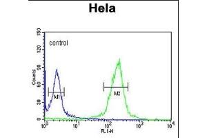 CLIP1 Antibody (N-term) (ABIN652897 and ABIN2842579) flow cytometric analysis of Hela cells (right histogram) compared to a negative control cell (left histogram).