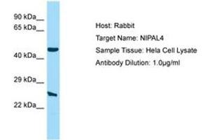 Image no. 1 for anti-NIPA-Like Domain Containing 4 (NIPAL4) (AA 21-70) antibody (ABIN6750218) (NIPAL4 Antikörper  (AA 21-70))