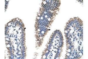 PRODH2 antibody was used for immunohistochemistry at a concentration of 4-8 ug/ml to stain Epithelial cells of intestinal villus (arrows) in Human Intestine. (PRODH2 Antikörper)