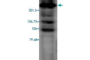 Western blot analysis in CACH2C transfected CHO cell lysate with CACH2C monoclonal antibody, clone S57-46 . (CACH2C Antikörper  (AA 1507-1733))
