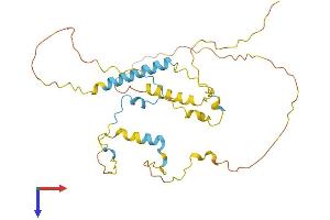 KIAA1191 Protein (KIAA1191) (AA 1-303) (His tag)