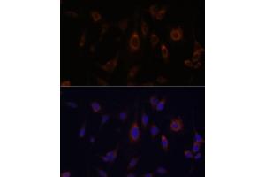 Immunofluorescence (IF) image for anti-Glutaredoxin 1 (GRX1) (AA 1-106) antibody (ABIN6141147)