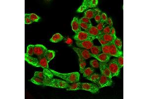 Immunofluorescence (IF) image for anti-Keratin 8 (KRT8) antibody (ABIN6939883)