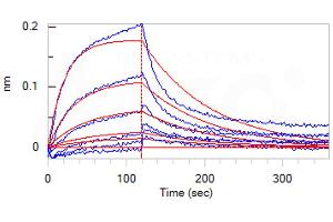 Loaded Biotinylated Human FCGRT&B2M Heterodimer Protein, His,Avitag (ABIN6731270) on SA Biosensor, can bind Human Serum Albumin, His Tag (ABIN2181228) with an affinity constant of 0. (HSA Protein (AA 25-609) (His tag))