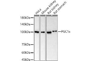 Western blot analysis of extracts of various cell lines, using PGC1α antibody  at 1:1000 dilution. (PPARGC1A Antikörper)