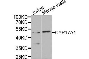 Western blot analysis of extracts of Jurkat and mouse testis cells, using CYP17A1 antibody. (CYP17A1 Antikörper)