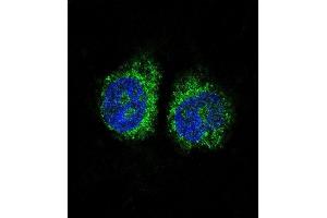 Confocal immunofluorescent analysis of NURR1 (NR4A2) Antibody (N-term) (ABIN390383 and ABIN2840784) with Hela cell followed by Alexa Fluor 488-conjugated goat anti-rabbit lgG (green). (NR4A2 Antikörper  (N-Term))