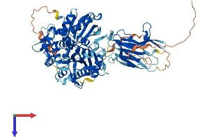 HSPA12B Protein (AA 1-685) (His tag)