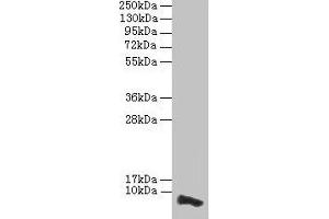 Western blot All lanes: COX17 antibody at 3. (COX17 Antikörper  (AA 1-63))