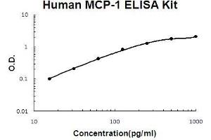 CCL2 ELISA Kit