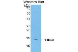 Western Blotting (WB) image for anti-Bone Morphogenetic Protein 2 (BMP2) (AA 281-394) antibody (ABIN1077864) (BMP2 Antikörper  (AA 281-394))