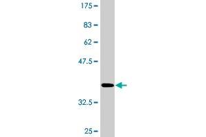 Western Blotting (WB) image for anti-Mitogen-Activated Protein Kinase 13 (MAPK13) (AA 251-365) antibody (ABIN519249)