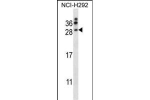 NRTN Antibody (Center) (ABIN657976 and ABIN2846922) western blot analysis in NCI- cell line lysates (35 μg/lane). (Neurturin Antikörper  (AA 46-75))