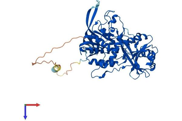 FOXRED1 Protein (AA 1-486) (His tag)