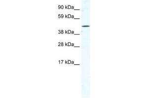 Western Blotting (WB) image for anti-Tetratricopeptide Repeat Domain 19 (TTC19) antibody (ABIN2461520) (TTC19 Antikörper)