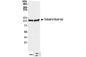 Western Blotting (WB) image for anti-Thyroid Hormone Receptor Associated Protein 3 (THRAP3) (AA 375-425) antibody (ABIN7452455) (THRAP3 Antikörper  (AA 375-425))