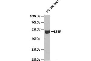 Western blot analysis of extracts of Mouse liver using LTBR Polyclonal Antibody at dilution of 1:1000. (LTBR Antikörper)