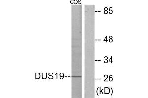 Western blot analysis of extracts from COS-7 cells, using DUS19 antibody. (DUSP19 Antikörper  (Internal Region))