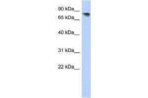 WB Suggested Anti-PCDHA12 Antibody Titration:  0.