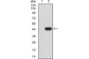 Western blot analysis using CGB mAb against HEK293 (1) and CGB (AA: 21-165)-hIgGFc transfected HEK293 (2) cell lysate.