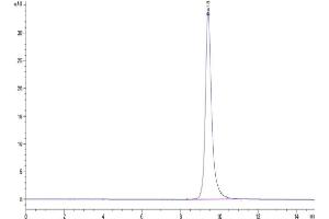 The purity of SARS-CoV-2 Spike RBD (Lambda C. (SARS-CoV-2 Spike Protein (C.37 - Lambda, RBD) (His tag))