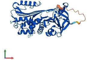 Protein Structure (PS) image for serpin Peptidase Inhibitor, Clade B (Ovalbumin), Member 9 (SERPINB9) (AA 1-376) protein (His tag) (ABIN7546268)