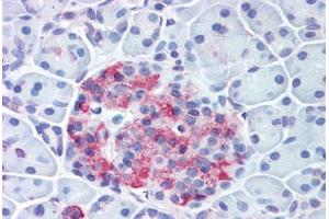 Anti-WNT10A antibody  ABIN1049468 IHC staining of human pancreas, islet. (WNT10A Antikörper  (Internal Region))