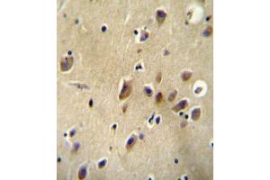 AGTR1 Antibody (Center) (ABIN654078 and ABIN2843971) immunohistochemistry analysis in formalin fixed and paraffin embedded human brain tissue followed by peroxidase conjugation of the secondary antibody and DAB staining. (Angiotensin II Type-1 Receptor Antikörper  (AA 211-240))