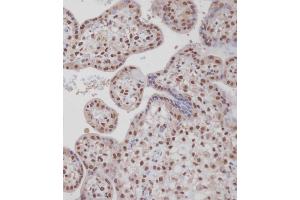Immunohistochemical analysis of A on paraffin-embedded Human placenta tissue. (TARDBP Antikörper  (N-Term))