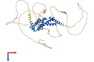HNF1B Protein (AA 1-557) (His tag)