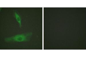 Peptide - +Immunofluorescence analysis of HeLa cells, using ADD1 (Ab-726) antibody (#B0002). (alpha Adducin Antikörper  (Ser726))