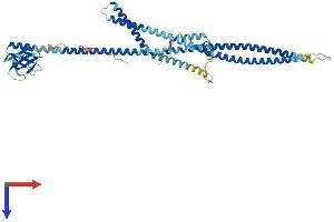 AlphaFold protein structure predicition of Mouse Recombinant Plekhd1 Protein, UniprotID B2RPU2