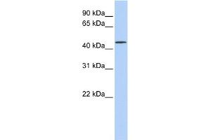 WB Suggested Anti-LRRC28 Antibody Titration: 0. (LRRC28 Antikörper  (N-Term))