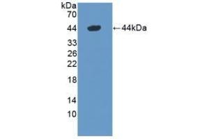 Detection of Recombinant DEFa1, Mouse using Polyclonal Antibody to Defensin Alpha 1, Neutrophil (DEFa1) (alpha Defensin 1 Antikörper  (AA 20-93))
