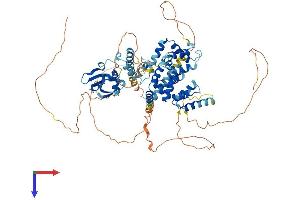 SATB2 Protein (AA 1-733) (His tag)