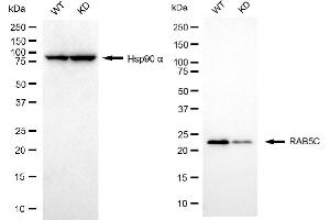 Western blotting analysis using RAB5C antibody (ABIN7800100).
