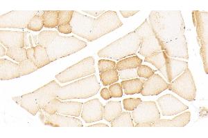 Immunohistochemistry (IHC) image for anti-Neuromedin U (NMU) (AA 35-158) antibody (ABIN7433033)