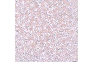 Immunohistochemistry analysis of AFP in rat liver tissue with Alpha-fetoprotein (AFP)  Antibody (N-term) at 10 μg/ml. (alpha Fetoprotein Antikörper  (N-Term))