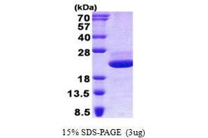 Image no. 1 for Galectin-Related Protein (GRP) protein (His tag) (ABIN1098554) (GRP Protein (His tag))