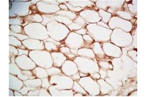 Immunohistochemistry (IHC) image for anti-Cathepsin S (CTSS) (AA 298-331) antibody (ABIN2873290)